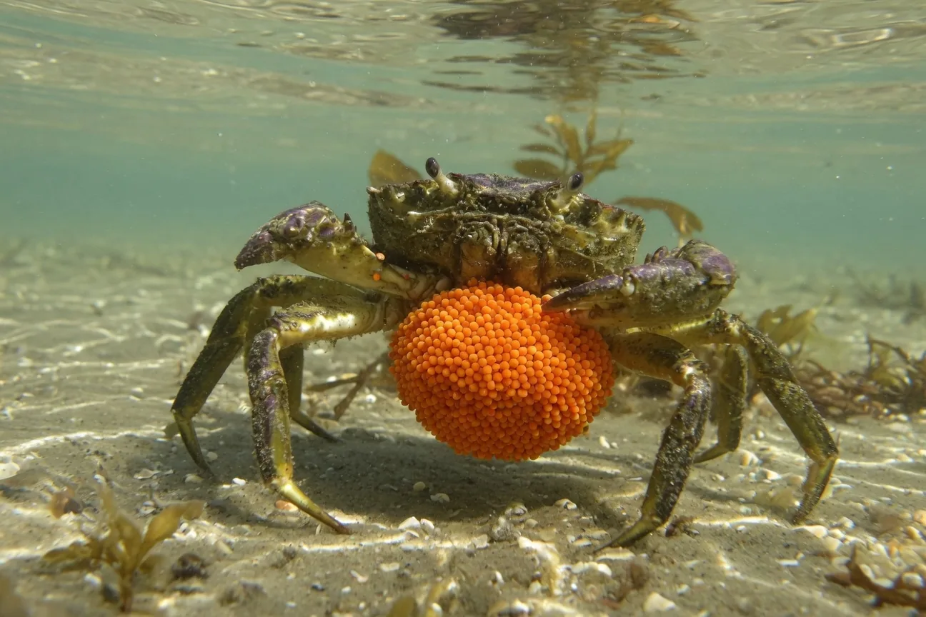 A female crab carrying a bright orange egg mass under her abdomen, protecting her offspring until they hatch
