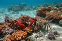 Characteristics of Crustaceans