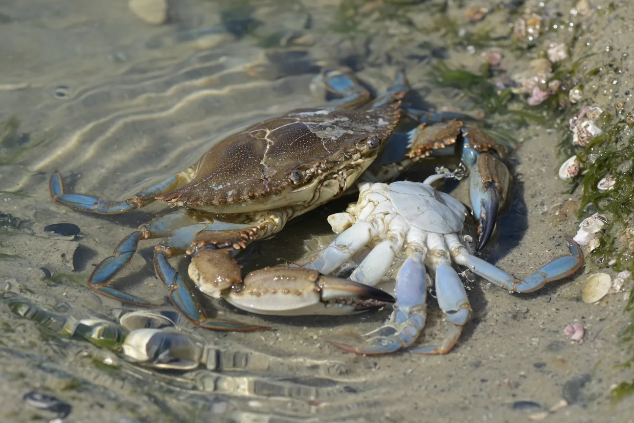 A crab mid-molt, emerging from its old hard exoskeleton to reveal the soft new shell underneath