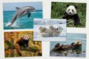 Cutest Animals in the World That Will Make You Go Awww