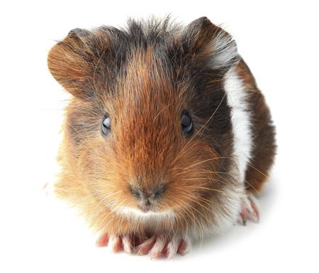 Guinea pig