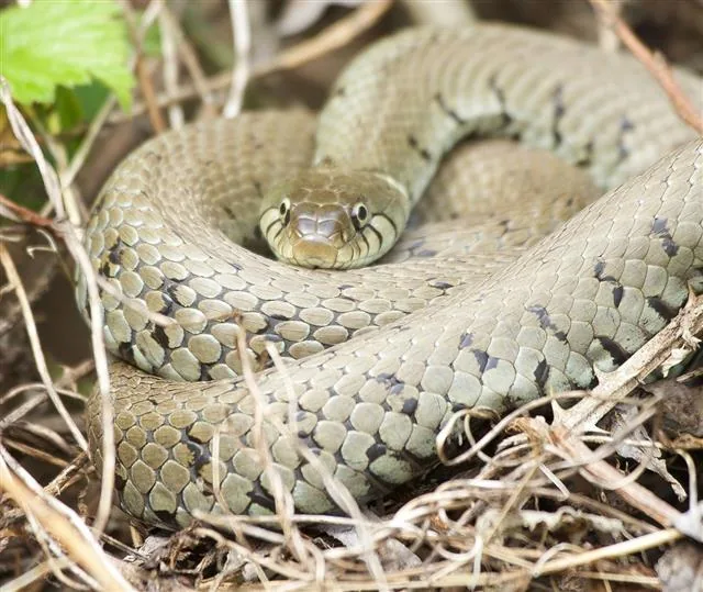 Grass Snake resting in vegetation