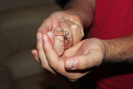 A black widow spider in a corner of a house, typical hiding spot