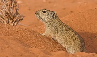 Gerbil, a small desert rodent