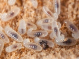 Ant larvae being tended by worker ants