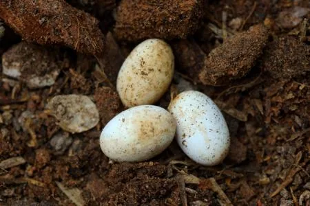 Speckled oblong snake eggs half-buried in soil