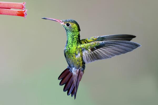 A hummingbird hovering near a red flower