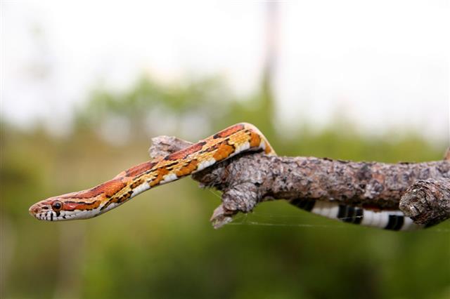 An orange-and-red blotched red rat snake gliding along a thin branch