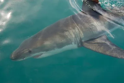 Great white shark close-up underwater