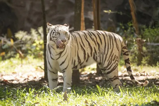 White tiger