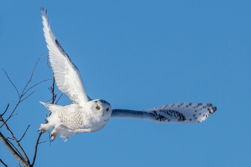 Snowy owl perched in tundra