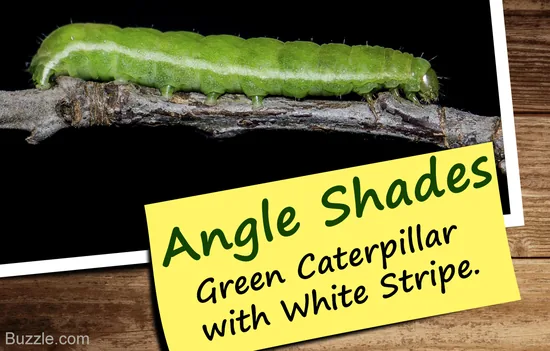 Angle shades caterpillar, a green caterpillar with a white stripe on a branch