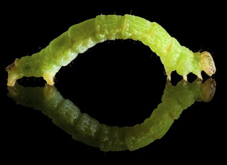 Inchworm showing its looping locomotion on a twig