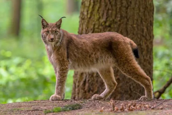 Eurasian lynx