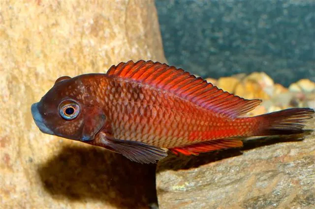 Tropheus fish