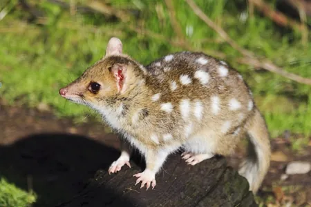Northern Quoll (Dasyurus hallucatus)