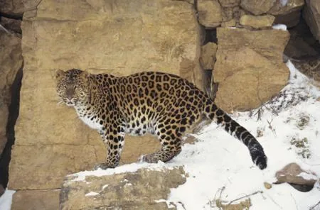 Amur leopard in a snowy temperate forest