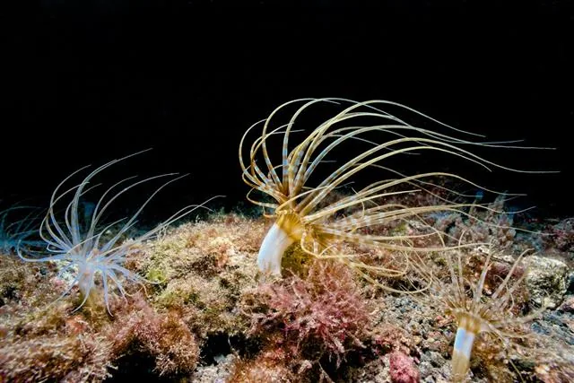 Colony of tube sea anemones extending their tentacles in open water