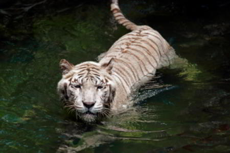 White Bengal tiger swimming in water