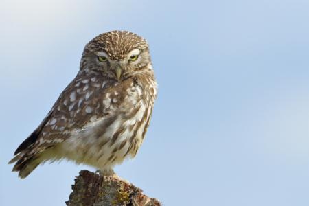Young owlet