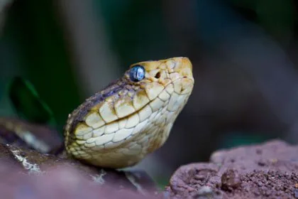 Fer-de-lance pit viper with triangular head