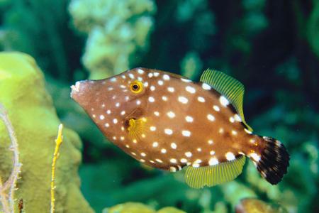 Filefish, an example of Osteichthyes (bony fish)