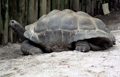 Galapagos giant tortoise resting on sand