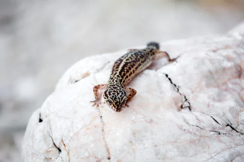 Plate-tailed gecko in sandy desert
