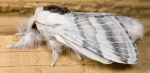 Tolype distincta lasiocampid moth