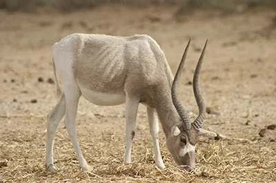 Addax antelope with spiral horns in the desert