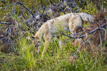 A coyote (Canis latrans) standing alert in open scrubland, showing its slender frame and tawny-gray coat