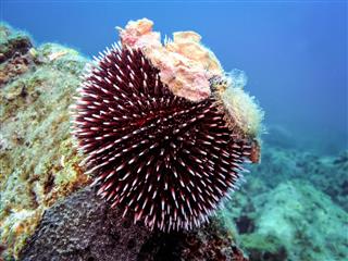 Underwater photo of Purple Sea Urchin