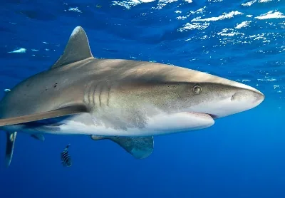 Oceanic whitetip shark close-up, showing white-tipped fins