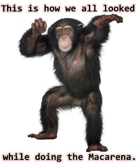 Macarena chimpanzee