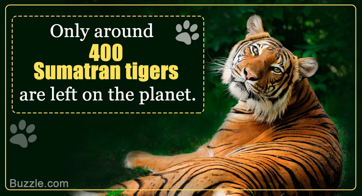 Sumatran tiger moving through dense tropical forest