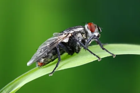 A housefly on a leaf, its leg taste receptors testing the surface before it unfurls its proboscis to feed
