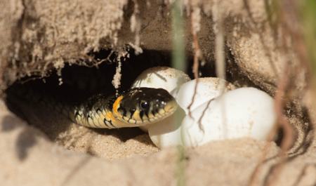 A grass snake peering out of a sandy burrow beside its eggs