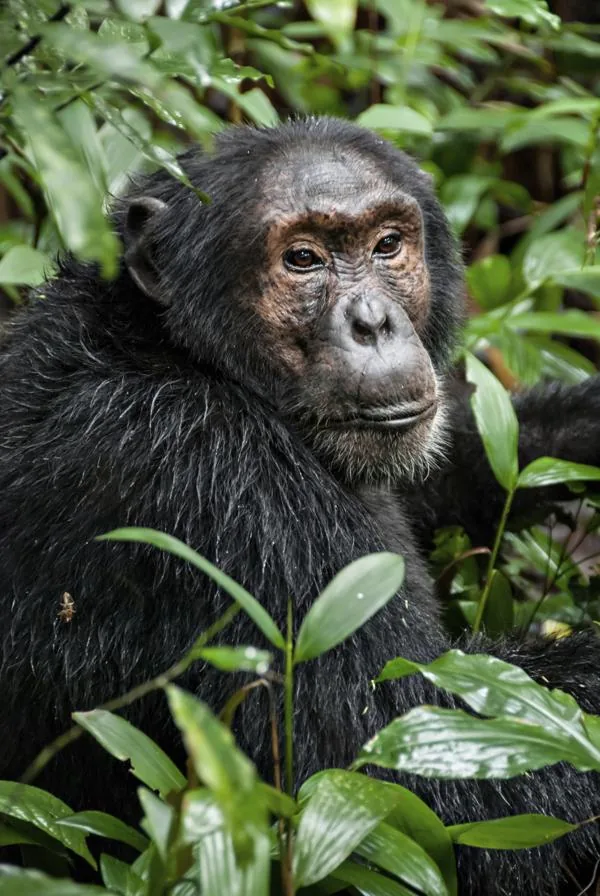 Chimpanzee in the forest