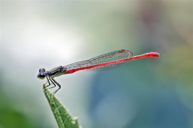 Dragonfly perched on a green leaf