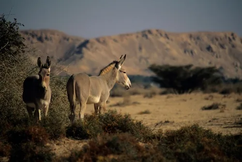 Mongolian wild ass (khulan) in the Gobi Desert