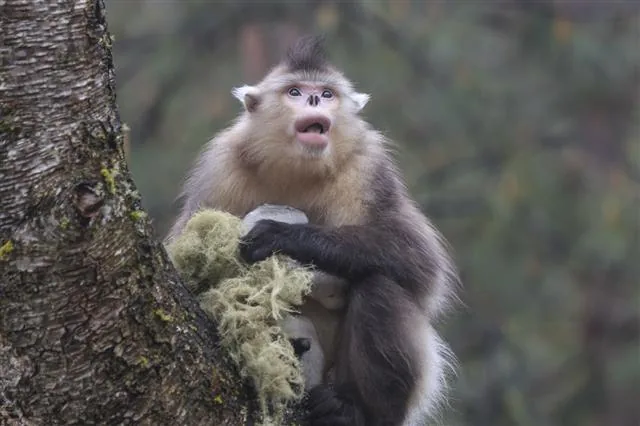 Yunnan black snub-nosed monkey