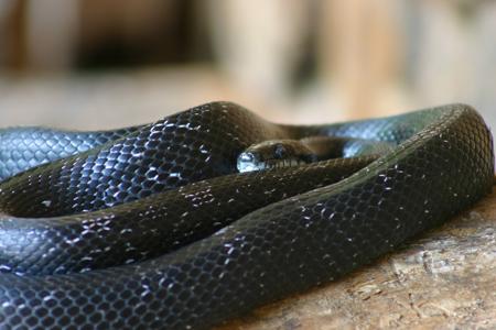 The Common Krait