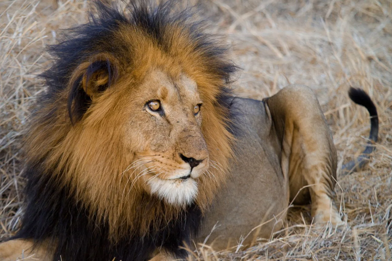 A male lion with a full dark mane in the South African bush