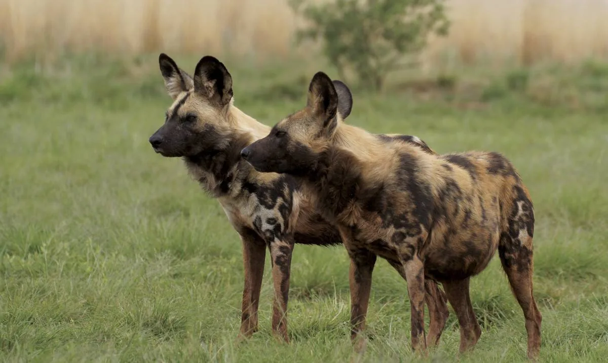 Pack of African wild dogs on the hunt