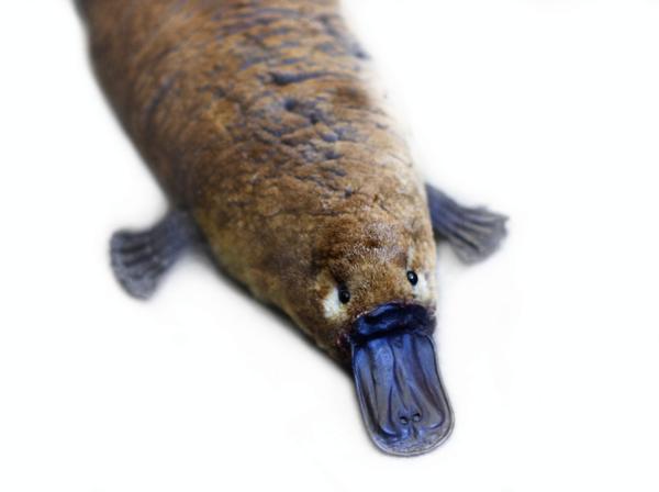 Duckbill platypus swimming in a clear stream