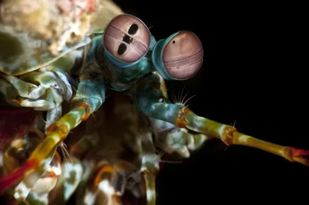 Close-up of a mantis shrimp's eyes, showing the three-segment stalked eye structure