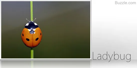 Ladybug, a member of Order Coleoptera