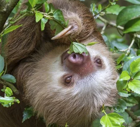 A Hoffmann's two-toed sloth peeking through green leaves, showing its round nose and shaggy tan fur.