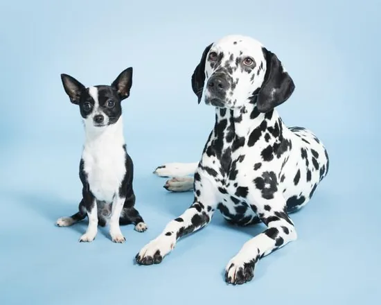 Dalmatian dog