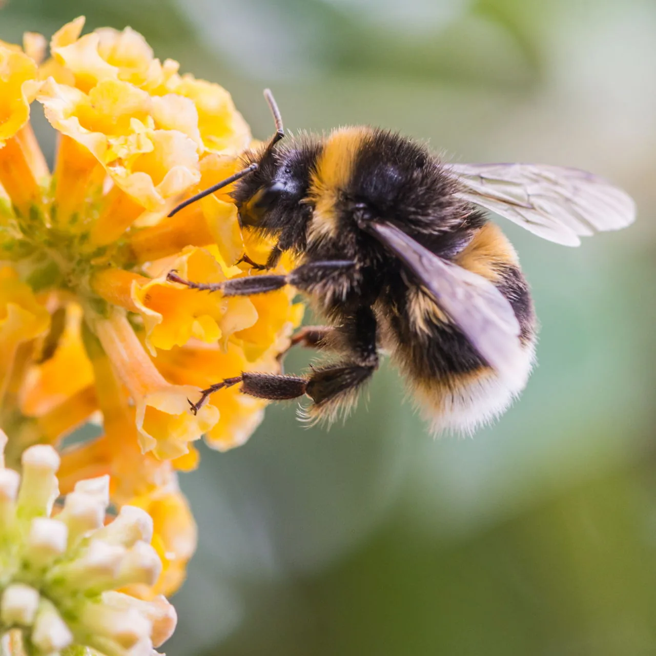 A busy bumblebee on a garden flower